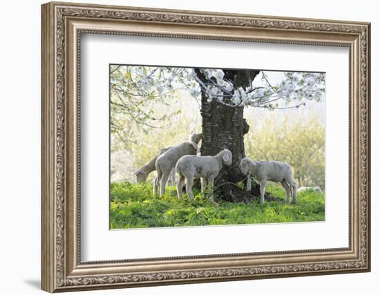 Meadow, Sheep, Young Animals, Graze-Herbert Kehrer-Framed Photographic Print