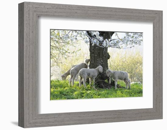 Meadow, Sheep, Young Animals, Graze-Herbert Kehrer-Framed Photographic Print