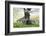 Meadow, Sheep, Young Animals, Graze-Herbert Kehrer-Framed Photographic Print