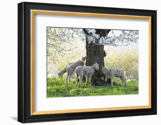 Meadow, Sheep, Young Animals, Graze-Herbert Kehrer-Framed Photographic Print