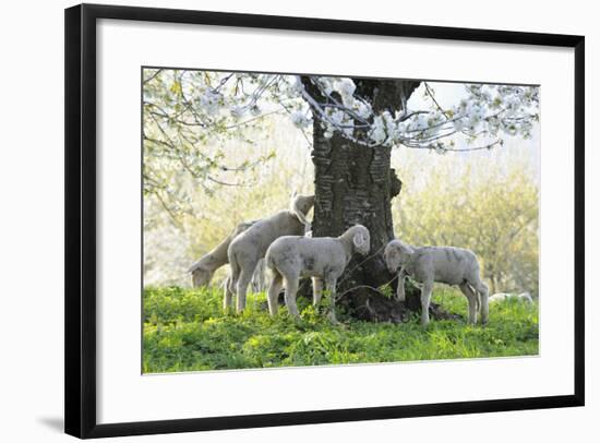 Meadow, Sheep, Young Animals, Graze-Herbert Kehrer-Framed Photographic Print