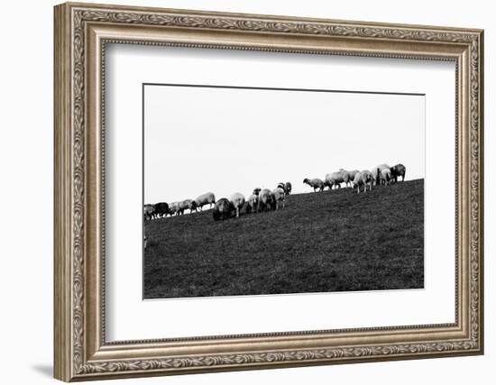 Meadow, sheep-Jule Leibnitz-Framed Photographic Print