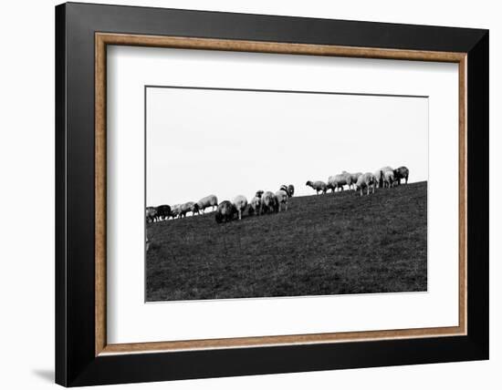 Meadow, sheep-Jule Leibnitz-Framed Photographic Print