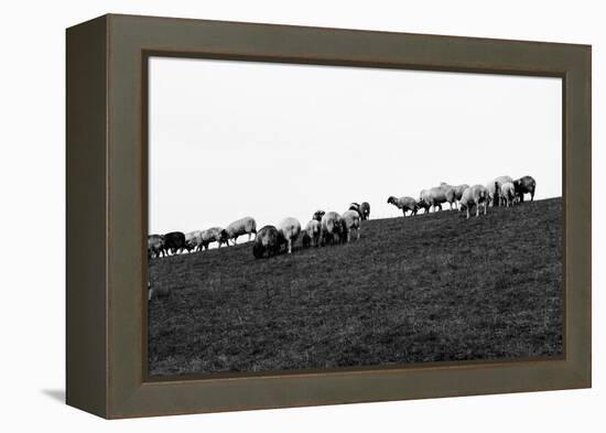 Meadow, sheep-Jule Leibnitz-Framed Premier Image Canvas