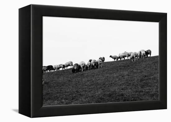 Meadow, sheep-Jule Leibnitz-Framed Premier Image Canvas