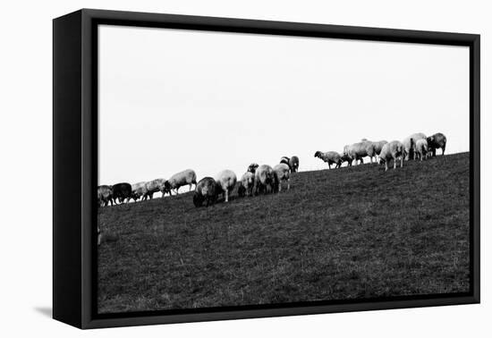 Meadow, sheep-Jule Leibnitz-Framed Premier Image Canvas