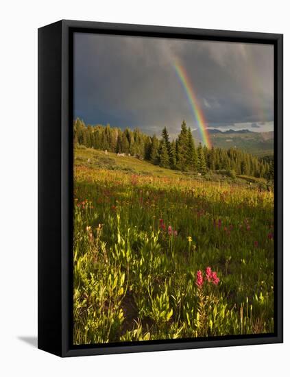 Meadow, Shrine Pass, Colorado, USA-Don Grall-Framed Premier Image Canvas