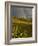 Meadow, Shrine Pass, Colorado, USA-Don Grall-Framed Photographic Print