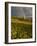 Meadow, Shrine Pass, Colorado, USA-Don Grall-Framed Photographic Print