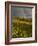 Meadow, Shrine Pass, Colorado, USA-Don Grall-Framed Photographic Print