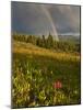 Meadow, Shrine Pass, Colorado, USA-Don Grall-Mounted Photographic Print