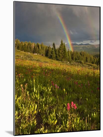 Meadow, Shrine Pass, Colorado, USA-Don Grall-Mounted Photographic Print