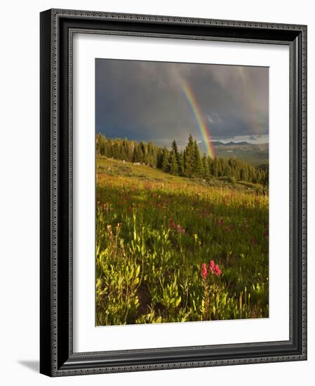 Meadow, Shrine Pass, Colorado, USA-Don Grall-Framed Photographic Print