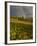 Meadow, Shrine Pass, Colorado, USA-Don Grall-Framed Photographic Print