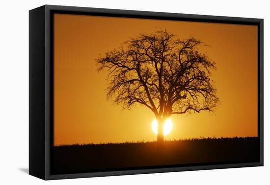 Meadow, Tree, Bald, Silhouette, Sunset Landscape-Ronald Wittek-Framed Premier Image Canvas