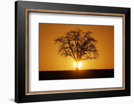 Meadow, Tree, Bald, Silhouette, Sunset Landscape-Ronald Wittek-Framed Photographic Print