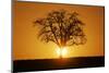 Meadow, Tree, Bald, Silhouette, Sunset Landscape-Ronald Wittek-Mounted Photographic Print