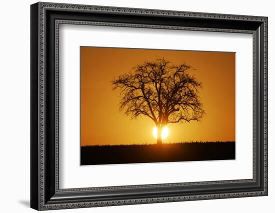 Meadow, Tree, Bald, Silhouette, Sunset Landscape-Ronald Wittek-Framed Photographic Print