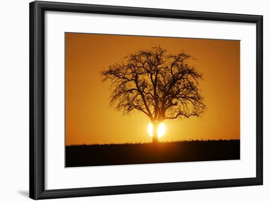 Meadow, Tree, Bald, Silhouette, Sunset Landscape-Ronald Wittek-Framed Photographic Print