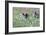 Meadow, Wild Boars, Making a Mess-Reiner Bernhardt-Framed Photographic Print