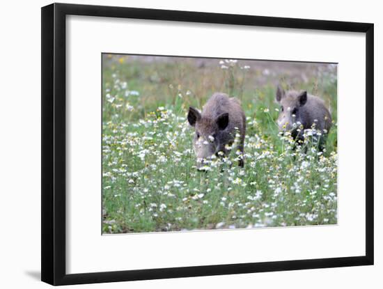 Meadow, Wild Boars, Making a Mess-Reiner Bernhardt-Framed Photographic Print