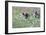 Meadow, Wild Boars, Making a Mess-Reiner Bernhardt-Framed Photographic Print