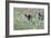 Meadow, Wild Boars, Making a Mess-Reiner Bernhardt-Framed Photographic Print