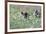 Meadow, Wild Boars, Making a Mess-Reiner Bernhardt-Framed Photographic Print