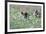 Meadow, Wild Boars, Making a Mess-Reiner Bernhardt-Framed Photographic Print