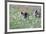 Meadow, Wild Boars, Making a Mess-Reiner Bernhardt-Framed Photographic Print