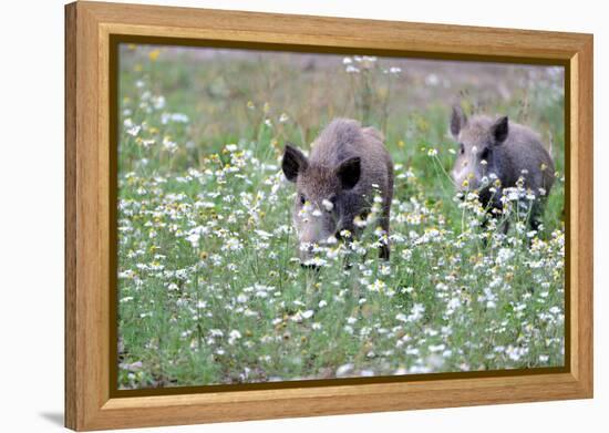 Meadow, Wild Boars, Making a Mess-Reiner Bernhardt-Framed Premier Image Canvas