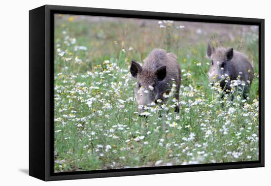 Meadow, Wild Boars, Making a Mess-Reiner Bernhardt-Framed Premier Image Canvas