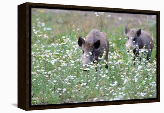 Meadow, Wild Boars, Making a Mess-Reiner Bernhardt-Framed Premier Image Canvas