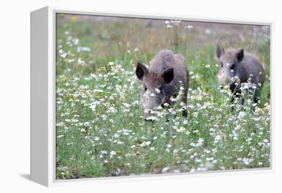 Meadow, Wild Boars, Making a Mess-Reiner Bernhardt-Framed Premier Image Canvas