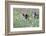 Meadow, Wild Boars, Making a Mess-Reiner Bernhardt-Framed Photographic Print