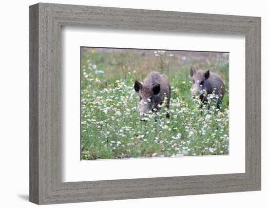 Meadow, Wild Boars, Making a Mess-Reiner Bernhardt-Framed Photographic Print