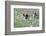 Meadow, Wild Boars, Making a Mess-Reiner Bernhardt-Framed Photographic Print