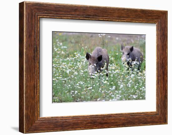 Meadow, Wild Boars, Making a Mess-Reiner Bernhardt-Framed Photographic Print