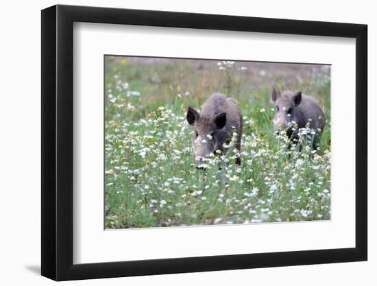 Meadow, Wild Boars, Making a Mess-Reiner Bernhardt-Framed Photographic Print