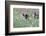 Meadow, Wild Boars, Making a Mess-Reiner Bernhardt-Framed Photographic Print