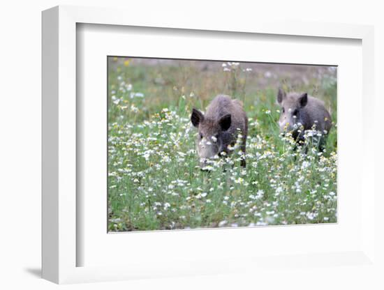 Meadow, Wild Boars, Making a Mess-Reiner Bernhardt-Framed Photographic Print