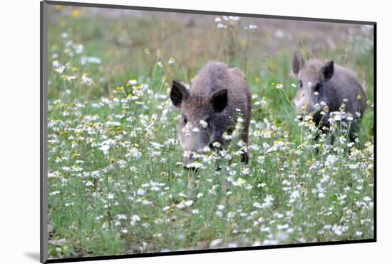 Meadow, Wild Boars, Making a Mess-Reiner Bernhardt-Mounted Photographic Print