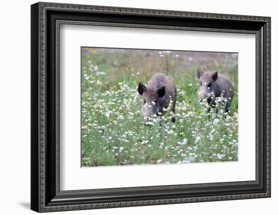 Meadow, Wild Boars, Making a Mess-Reiner Bernhardt-Framed Photographic Print