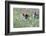 Meadow, Wild Boars, Making a Mess-Reiner Bernhardt-Framed Photographic Print