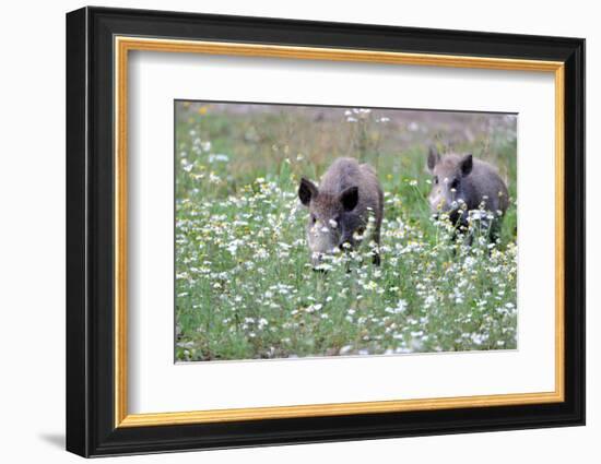 Meadow, Wild Boars, Making a Mess-Reiner Bernhardt-Framed Photographic Print