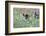 Meadow, Wild Boars, Making a Mess-Reiner Bernhardt-Framed Photographic Print