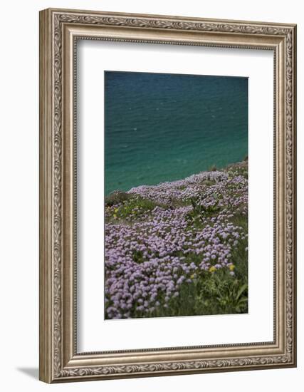 Meadow, Wild Flowers, Coast, England-Andrea Haase-Framed Photographic Print