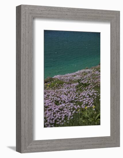 Meadow, Wild Flowers, Coast, England-Andrea Haase-Framed Photographic Print