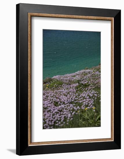 Meadow, Wild Flowers, Coast, England-Andrea Haase-Framed Photographic Print