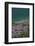 Meadow, Wild Flowers, Coast, England-Andrea Haase-Framed Photographic Print